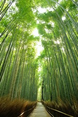 Obraz premium Bambus rośnie na niebie / Bambusowy las, w którym rozlewa się poranne słońce.