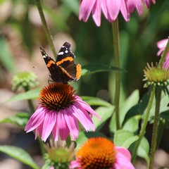 Butterfly in garden
