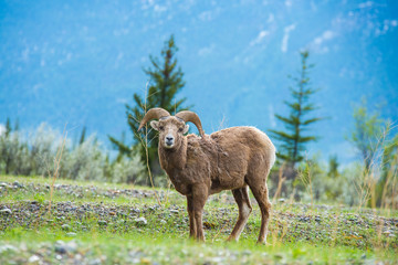 big horn sheep, jasper, alberta