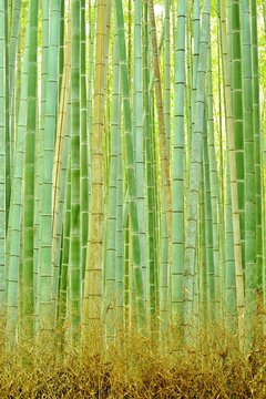 竹./朝の光に輝く竹です.