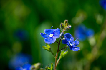 Blooming Veronica Officinalis flower. Shallow depth of field.