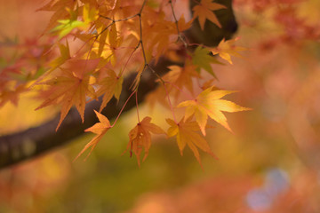 Vibrant Japanese Autumn Maple leaves with blurred background in horizontal frame 