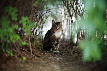 cute lovely Street cat 