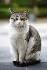 Fototapeta premium cute lovely Street cat 