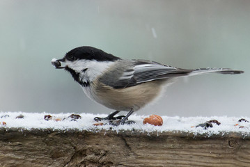Naklejka premium Hungry Chickadee