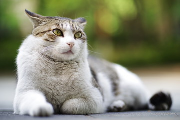 Naklejka premium cute lovely Street cat 