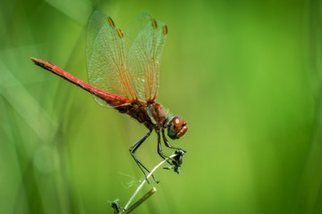 Dragonfly on grass