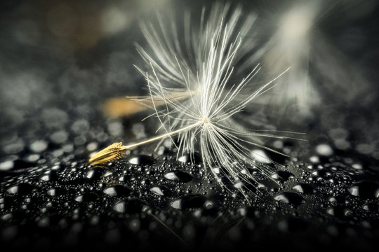 Fototapeta Seed of dandelion