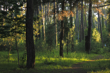 Sunset in green forest