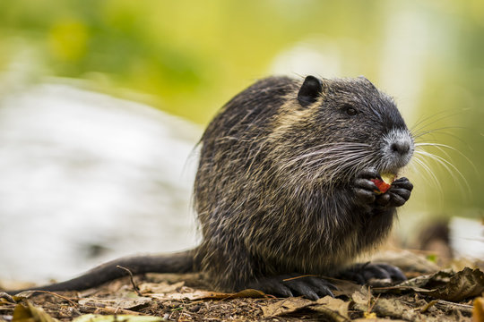 Nutria (Sumpfbiber) frisst am Flussufer
