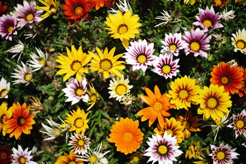 beautiful colorful wild flower