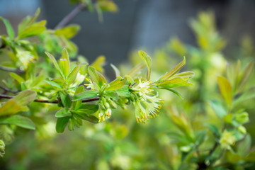 Blooming honeysuckle bush in the garden. Selective focus.