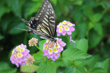 ランタナの花の蜜を吸うアゲハチョウ