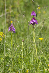 Orchideen in den Alpen und auf der Alb