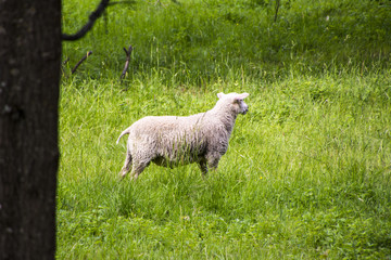Fototapeta premium Sheeps in meadow 