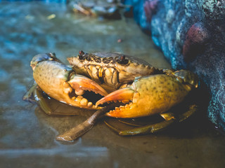 Big sea crab ready to be cooked. © Sevendeman