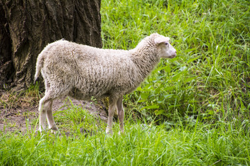 Naklejka na ściany i meble Sheeps in meadow 