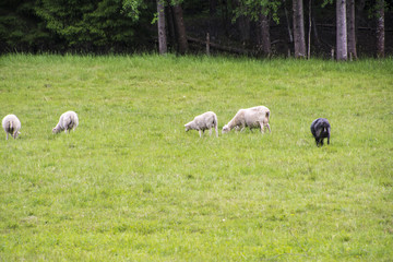 Obraz na płótnie Canvas Sheeps in meadow 