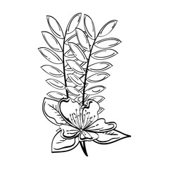 garden flowers decorative icon vector illustration design
