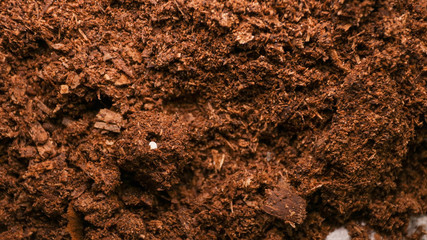 beetle Eggs are in a safe place, Study of life cycle of beetle