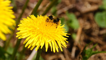 Одуванчик и пчела