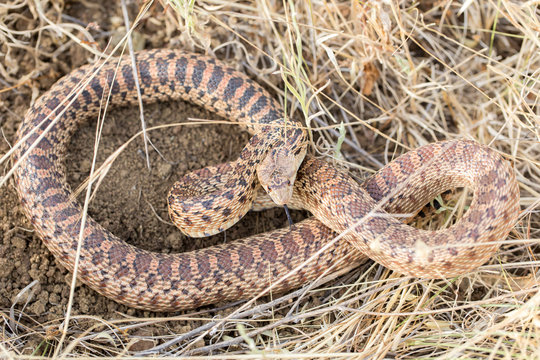 Pacific Gopher Snake (Pituophis catenifer catenifer) Adult in defensive posture. Santa Clara County, California, USA.