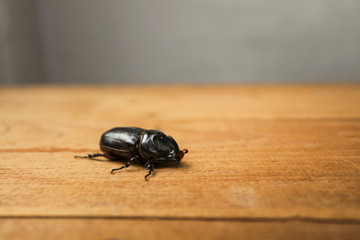 Rhinoceros beetle on Wooden floor, Closeup Rhinoceros beetle on wooden, nature concept
