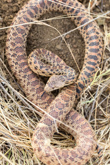 Pacific Gopher Snake (Pituophis catenifer catenifer) Adult in defensive posture. Santa Clara County, California, USA.