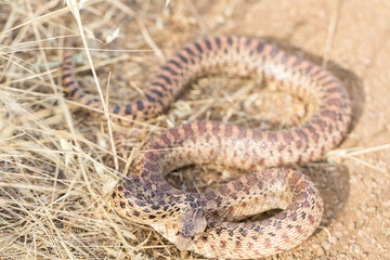 Pacific Gopher Snake (Pituophis catenifer catenifer) Adult in defensive posture. Santa Clara County, California, USA.
