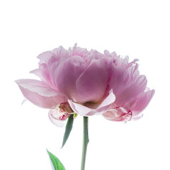 peony flower