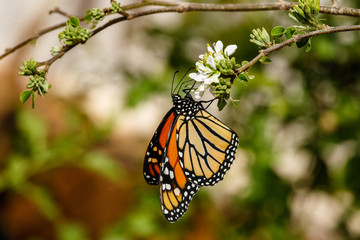 Queen butterfly hanging upside down and feeding on a small white blossom. In Phoenix, Arizona.  