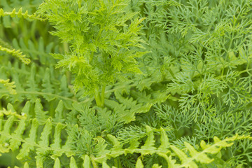 Fern Leaves