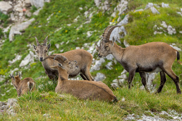 Steinböcke Seeberg Tirol Achenkirch