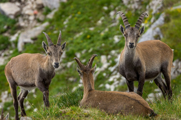 Steinböcke Seeberg Tirol Achenkirch