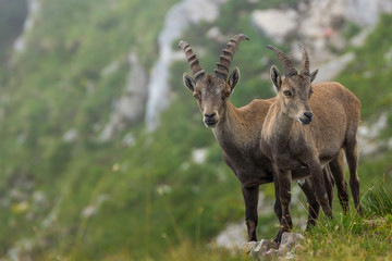 Steinböcke Seeberg Tirol Achenkirch