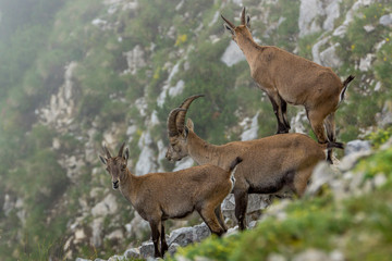 Steinböcke Seeberg Tirol Achenkirch