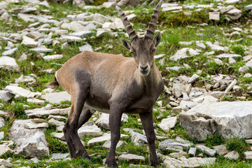 Steinböcke Seeberg Tirol Achenkirch