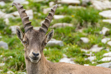 Steinböcke Seeberg Tirol Achenkirch