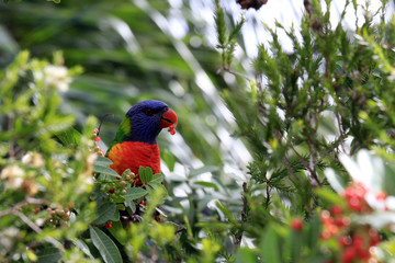Australian parrot. Rainbow lorikeet.