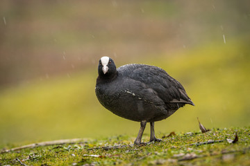 Blässhuhn