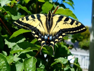 Swallowtail butterfly on mock Orange 2