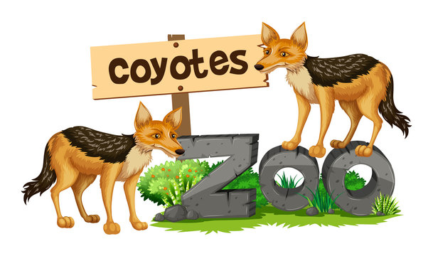 Coyotes on the zoo sign