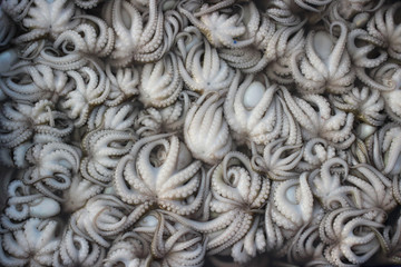 Fototapeta na wymiar Fresh mini octopuses in seafood market, Thailand.