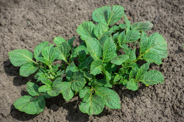Potato plant in the garden