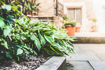 Fototapeta na wymiar Flowerbed with hosta plant on patio background, outdoor