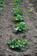Potato plant in the garden