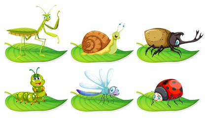 Different types of bugs on green leaves