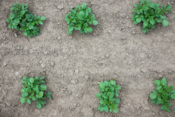 Potato plant in the garden