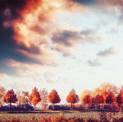 Beautiful autumn landscape with trees, field and sky. Fall outdoor nature background