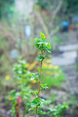 Raspberry bush in the garden. Shallow depth of field.